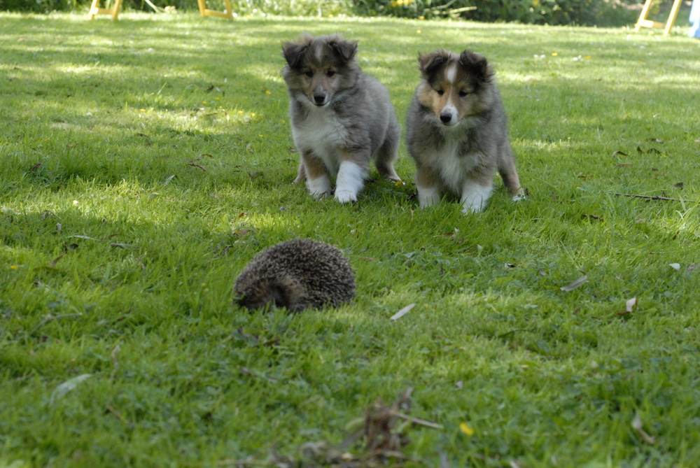 Ds qu'il s'est mis  bouger les chiots se sont immdiatement reculs.